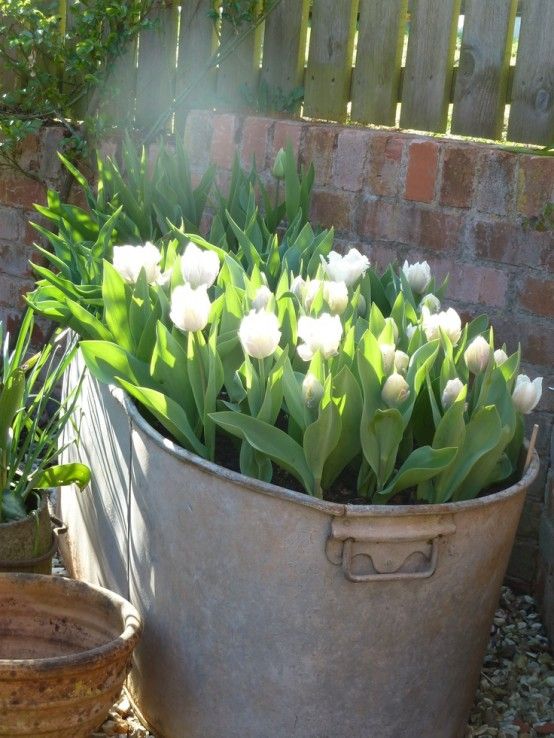 How to incorporate tulips into your spring decor: 49 ideas.
