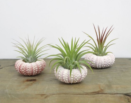 Decorating with sea urchins: 27 cool ideas - DigsDi