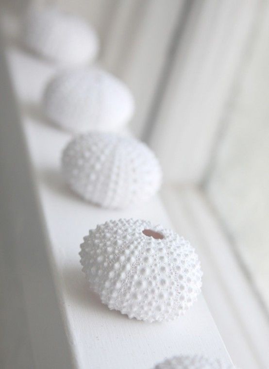 Decorating with sea urchins: 27 cool ideas |  White sea, shadow of.