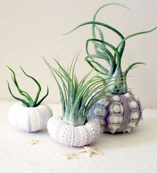Decorating with sea urchins Cool ideas