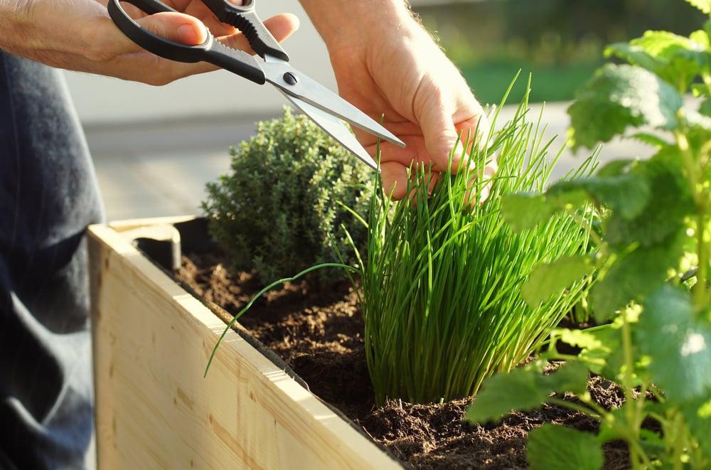 Create a mini herb garden for culinary delights on your small balcony