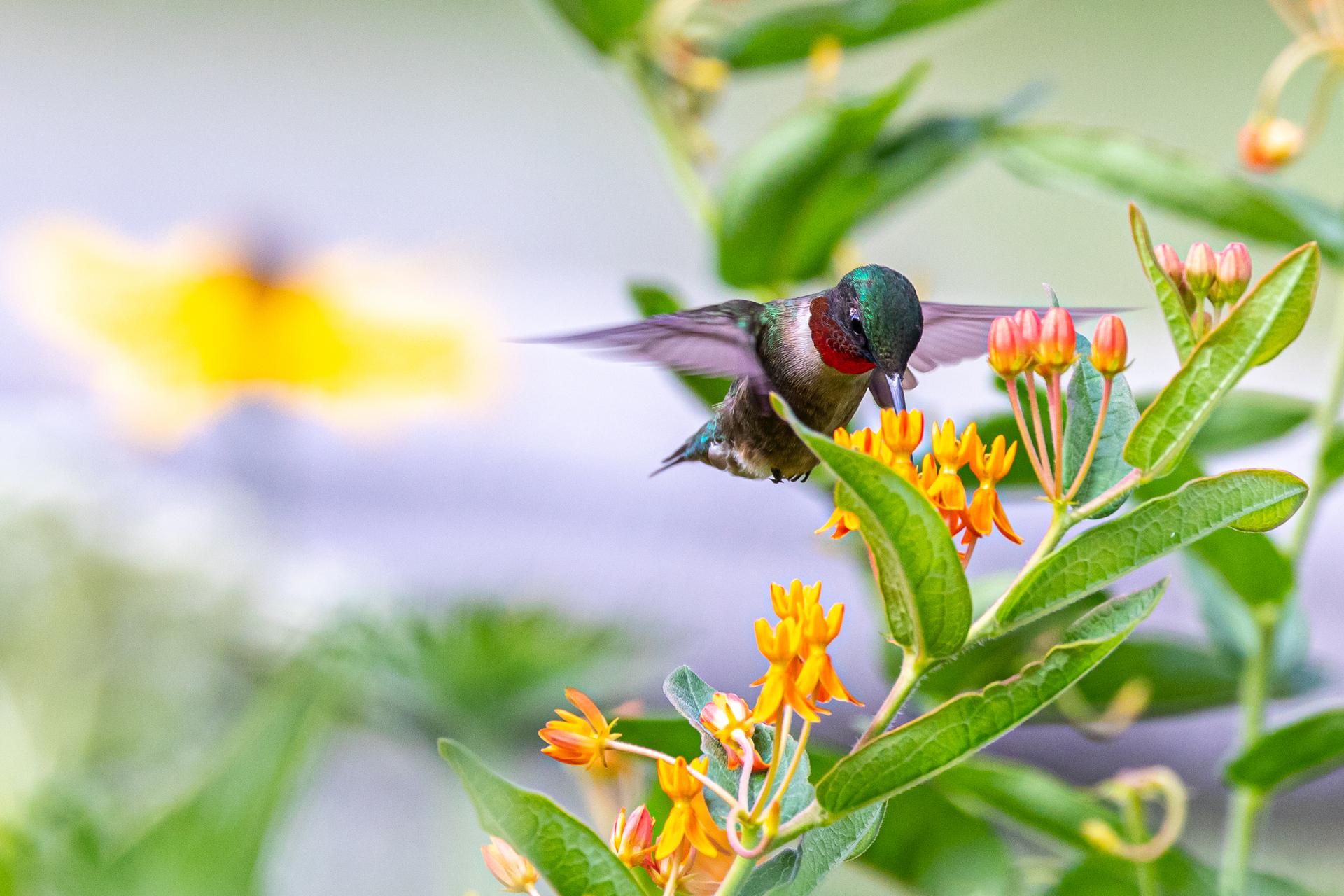 Establish a wildlife-friendly area to attract birds to your backyard