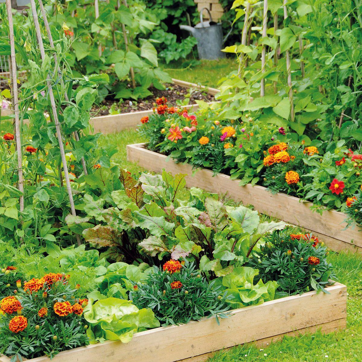 Install a vibrant vegetable garden to enhance your backyard’s productivity