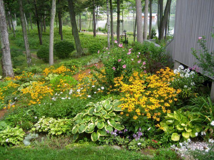 Create a small wildlife garden to attract local fauna in your backyard