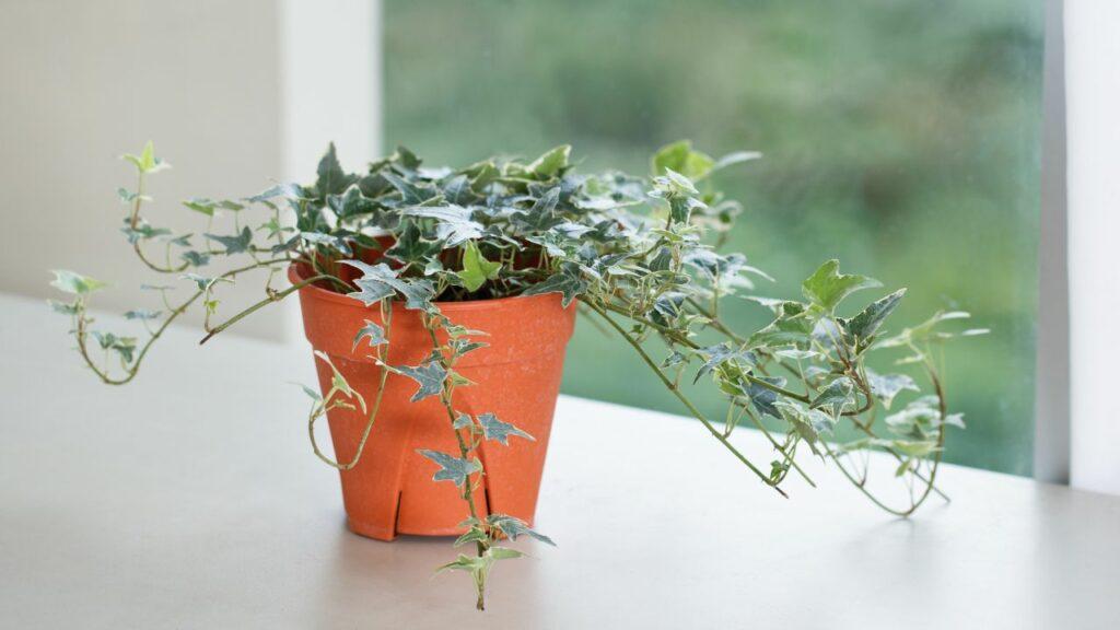 Introduce fragrant plants for a sensory experience on your screened porch