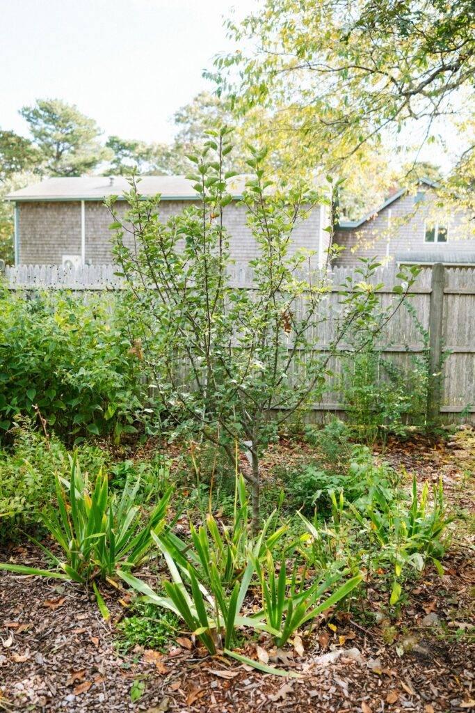 Plant fruit trees for an edible garden in your small backyard
