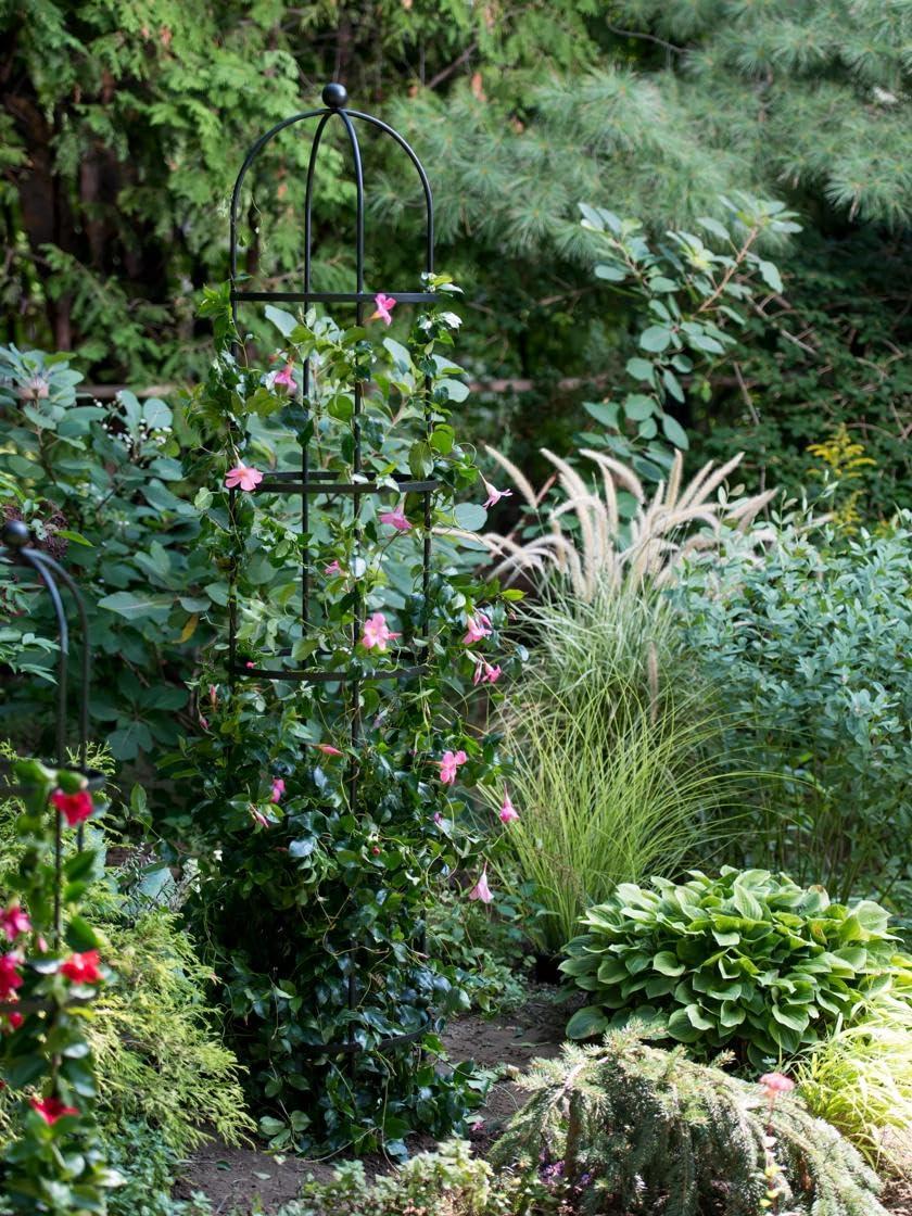 Install a small trellis to support climbing plants in your small backyard
