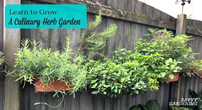 Plant fragrant herbs for culinary delights in your backyard