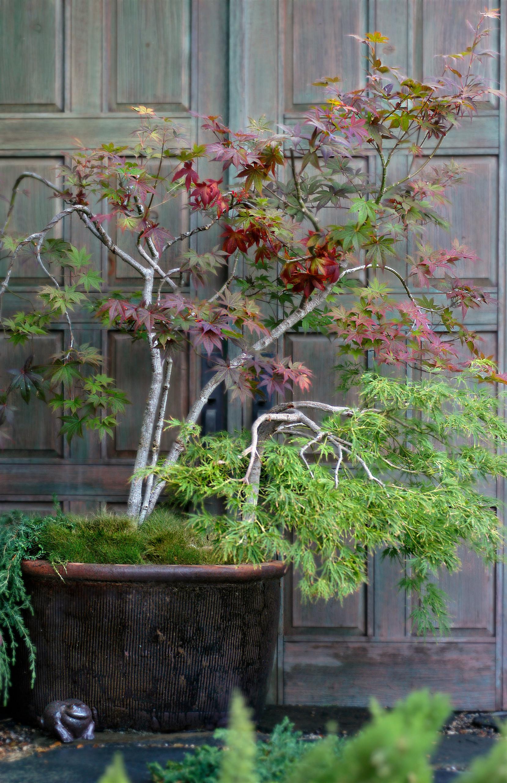 Create‌ a focal ‍point with a statement piece, like a large potted tree